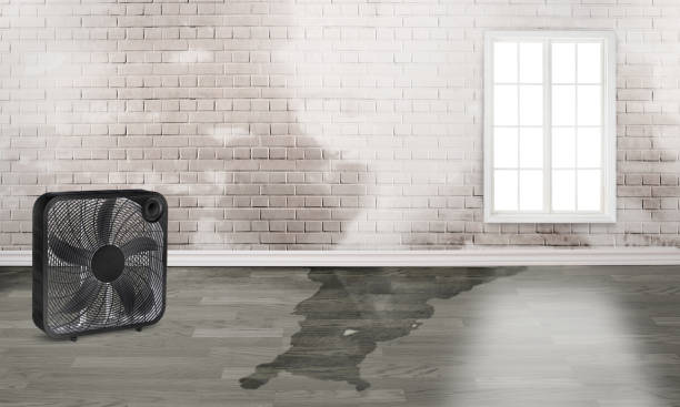 Best Water damage restoration specialists  in Ness City, KS